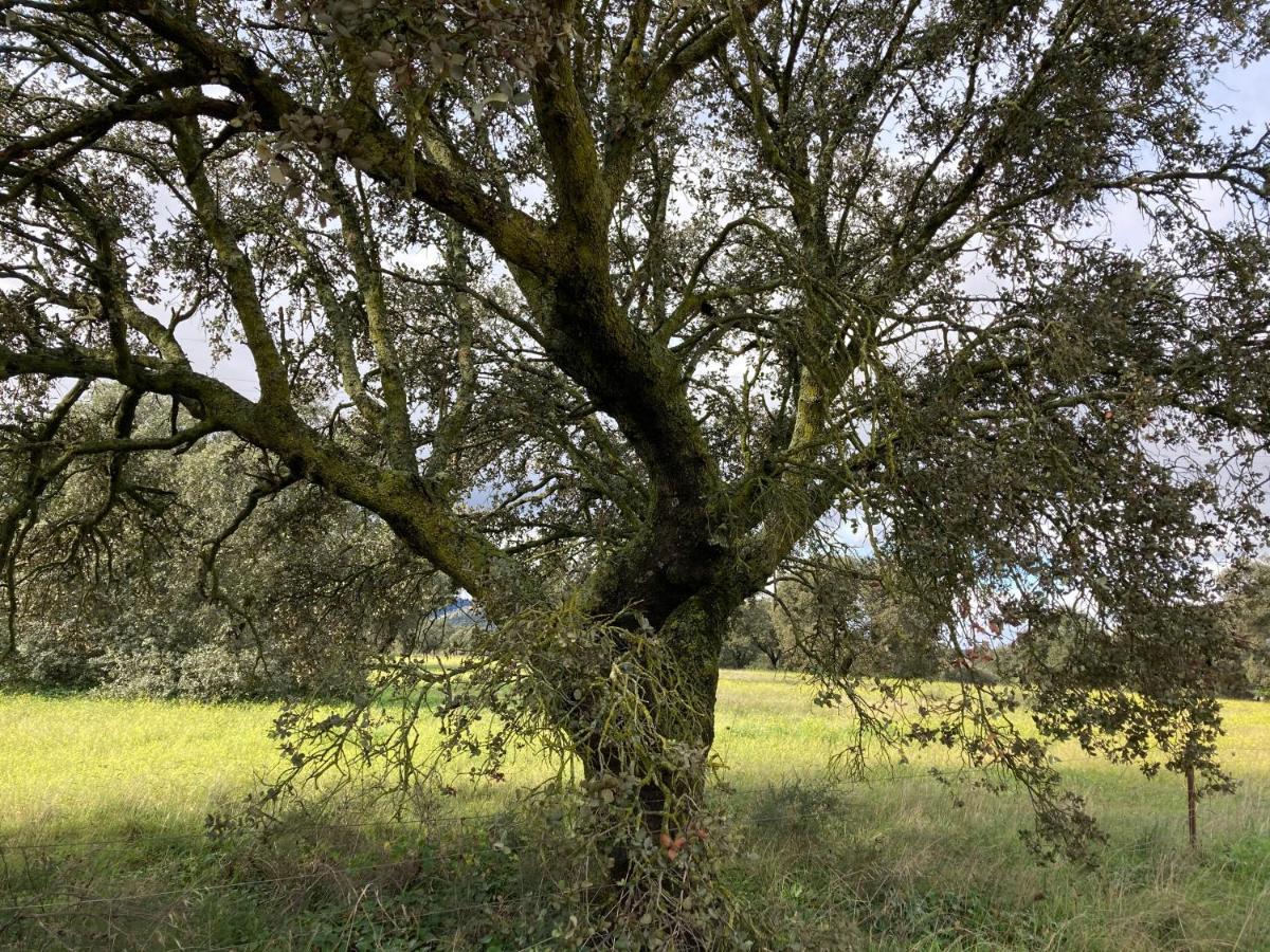 Casa Rural La Coscoja ميريذا المظهر الخارجي الصورة