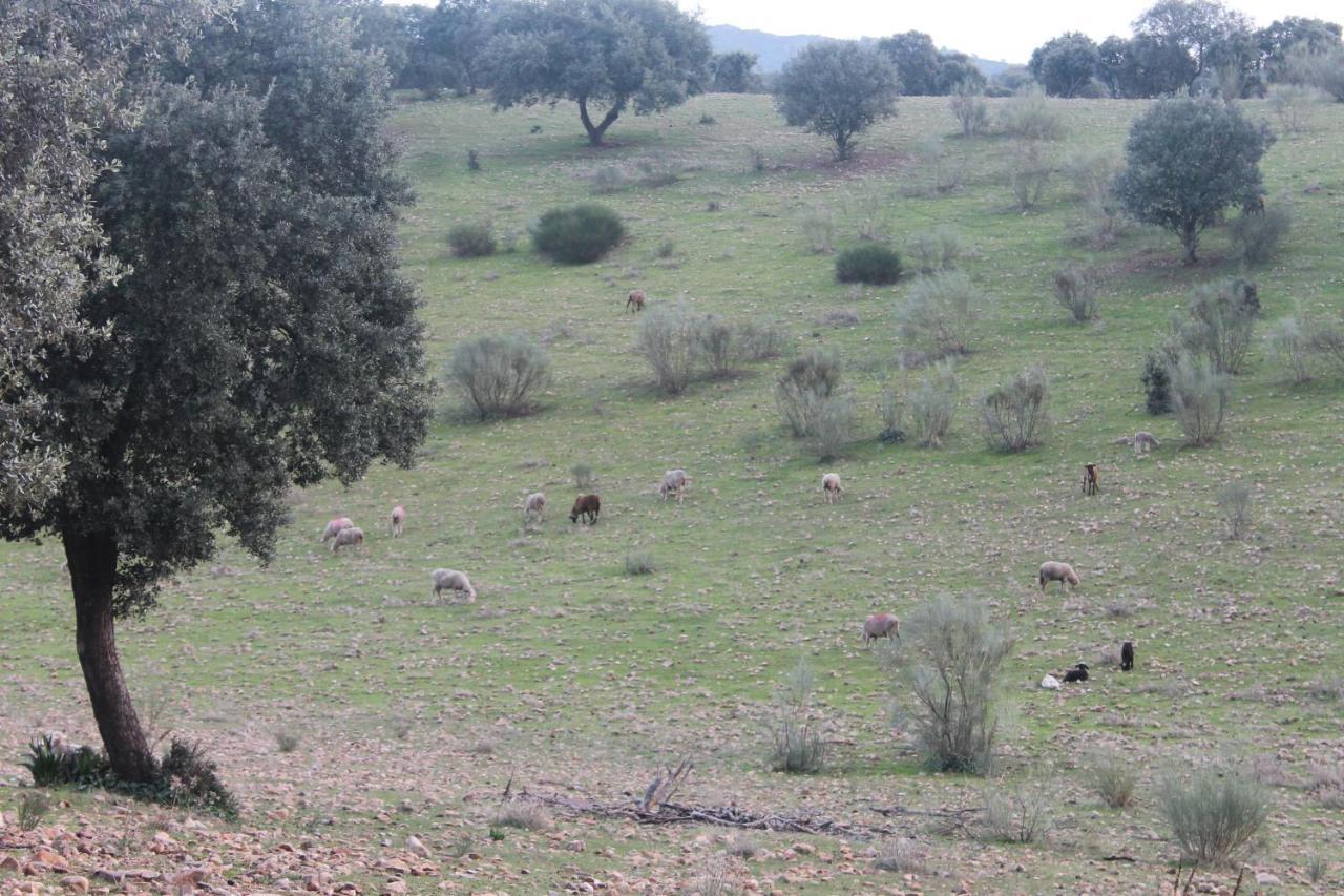 Casa Rural La Coscoja ميريذا المظهر الخارجي الصورة